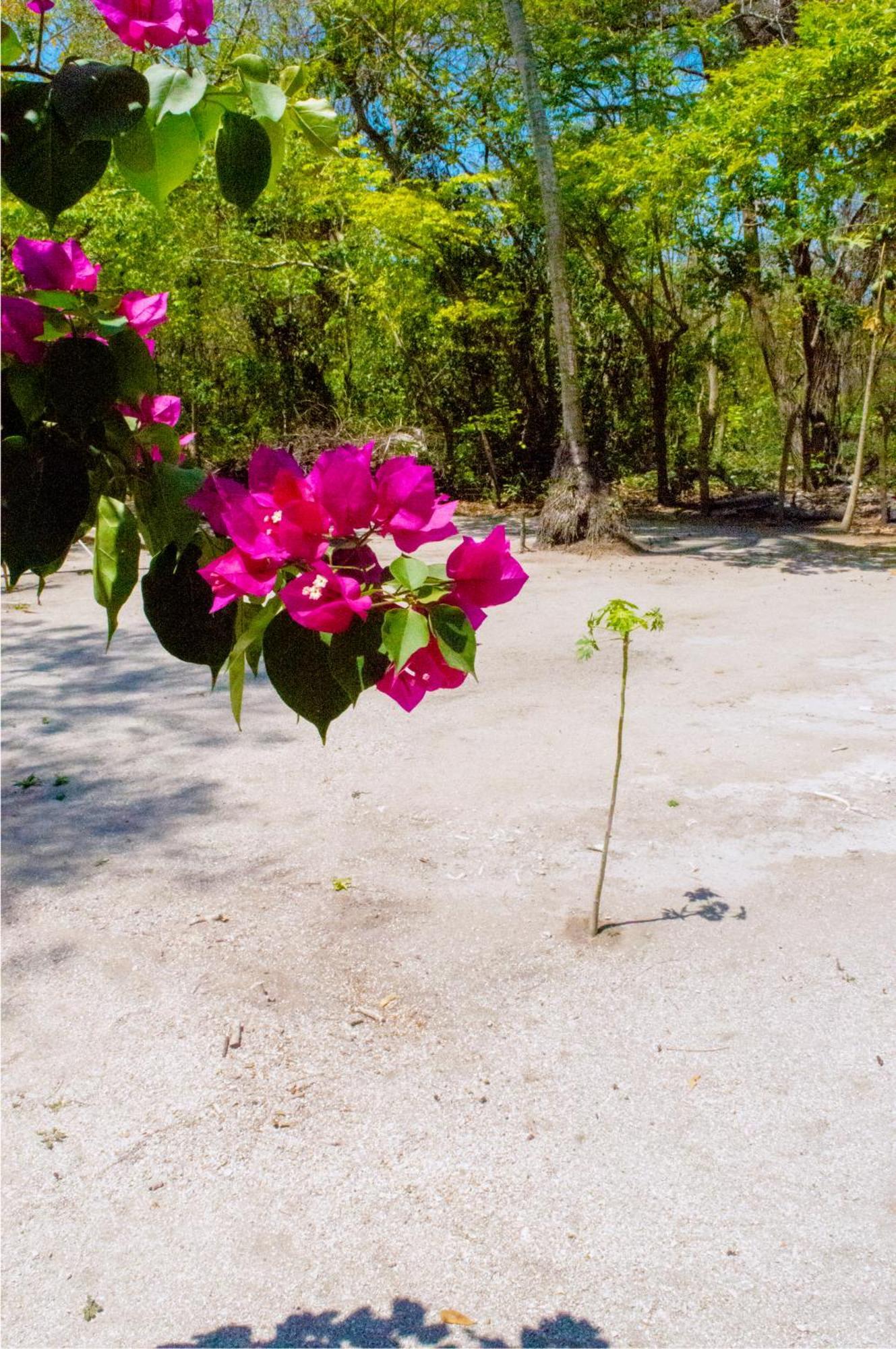 Palma Plata Islas Del Rosario グランデ島 エクステリア 写真