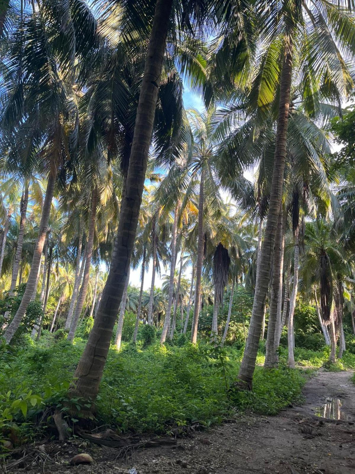 Palma Plata Islas Del Rosario グランデ島 エクステリア 写真